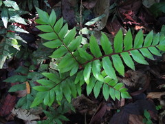 Adiantum argutum