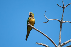 Eupsittula cactorum