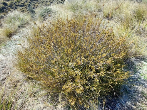 Dracophyllum uniflorum observed 2024-11-25