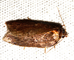 Acleris bowmanana