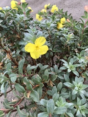 Camissoniopsis cheiranthifolia