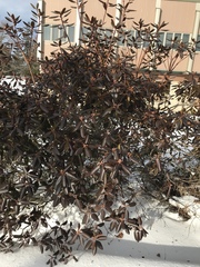 Rhododendron japonicum
