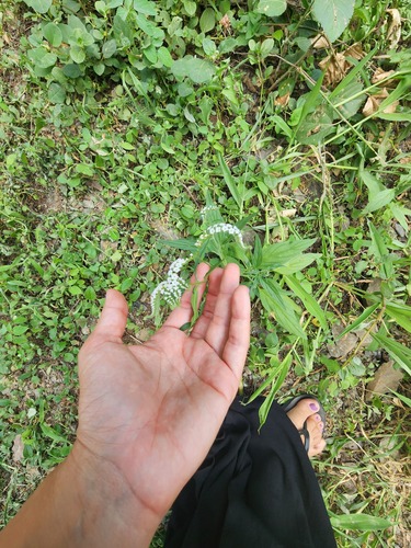 Heliotropium longiflorum