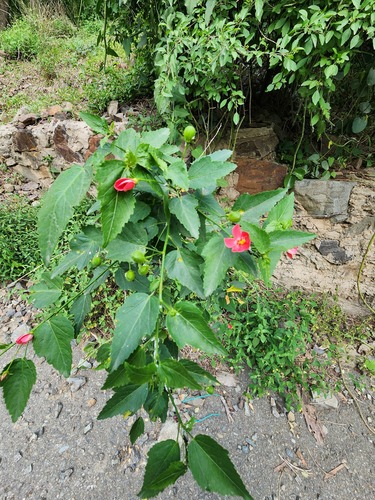 Hibiscus deflersii