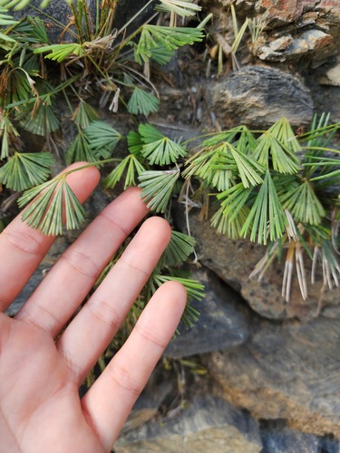 Fan-Leaved Fern