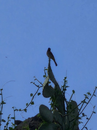 White-spectacled Bulbul