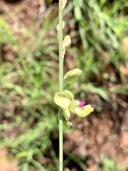 Polygala leendertziae