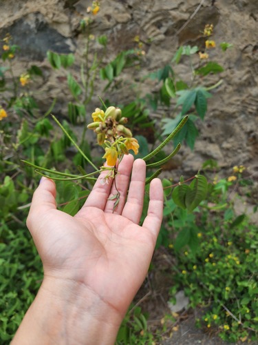 Coffee Senna