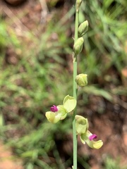 Polygala leendertziae