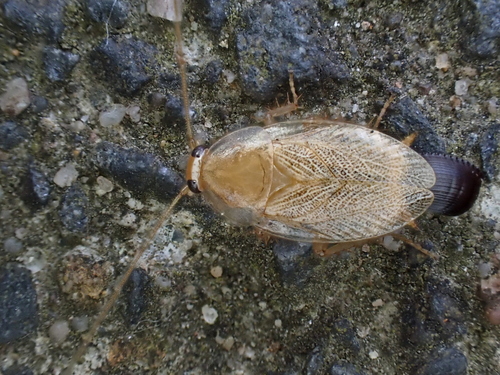 Variable Cockroach photo 4