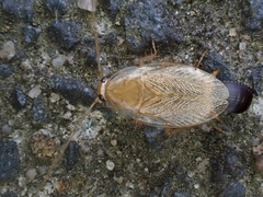 Variable Cockroach