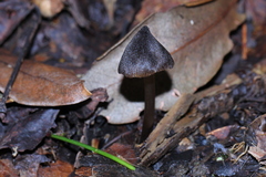 Entoloma luteum