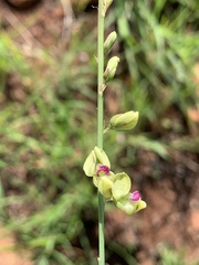 Polygala leendertziae