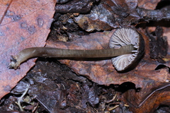 Entoloma luteum