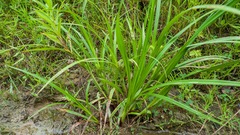 Carex frankii