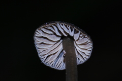 Entoloma luteum