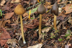 Entoloma luteum