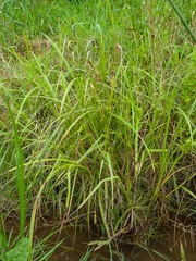 Carex frankii