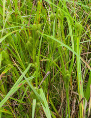 Carex frankii