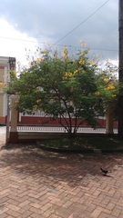 Caesalpinia pulcherrima flava