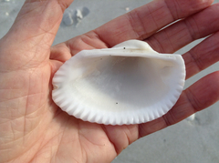 Anadara secticostata