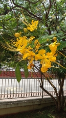 Caesalpinia pulcherrima flava