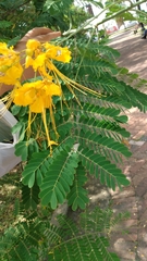 Caesalpinia pulcherrima flava