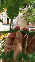 Caesalpinia pulcherrima flava