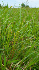 Carex frankii