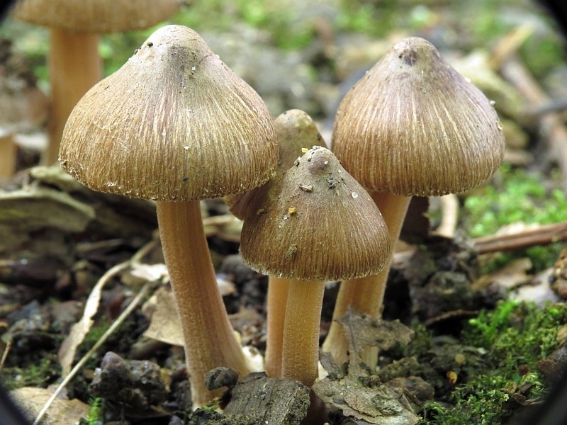 star fibrecap