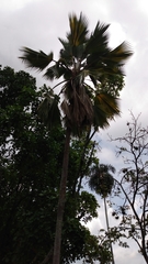 Arecaceae