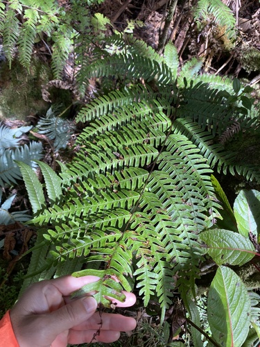 Pteris terminalis observed 2025-09-30