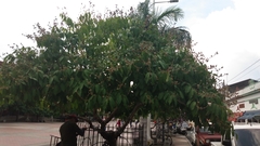 Lagerstroemia speciosa