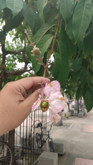 Lagerstroemia speciosa