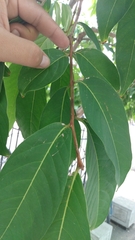 Lagerstroemia speciosa