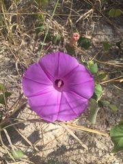 Ipomoea crinicalyx