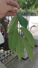 Lagerstroemia speciosa