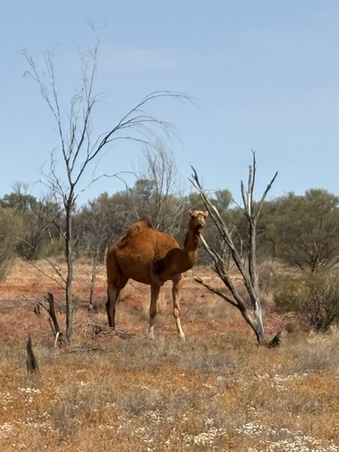 Dromedary Camel