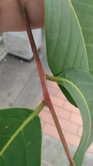 Lagerstroemia speciosa