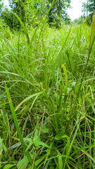Carex frankii