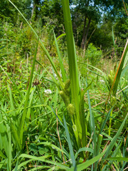 Carex frankii