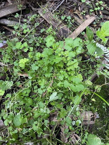 Cardamine flexuosa observed 2025-09-30