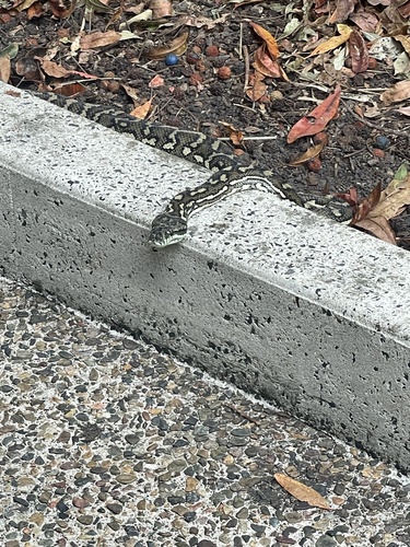 Coastal Carpet Python sighting