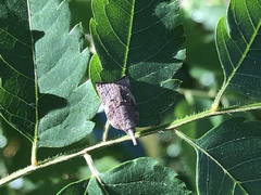 Lepidoptera