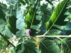Lepidoptera