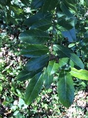 Prunus caroliniana