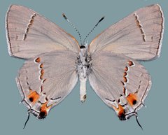 Strymon melinus franki