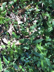 Angiospermae