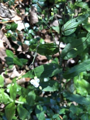 Angiospermae