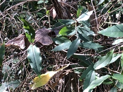 Bignonia capreolata